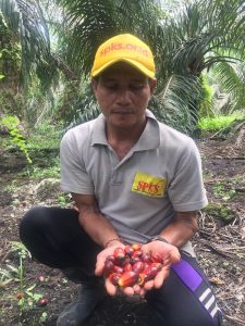 SPKS Nilai Kebijakan Pemerintah Atasi Minyak Goreng Korbankan Petani Sawit Daerah