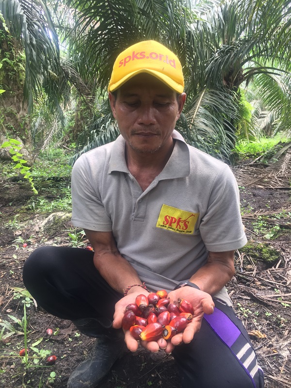 SPKS Nilai Kebijakan Pemerintah Atasi Minyak Goreng Korbankan Petani Sawit Daerah