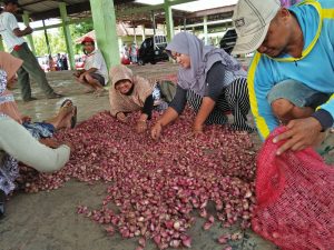 Harga Bawang Merah Tembus Rp50 Ribu per Kg