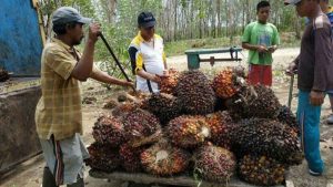 Tak Senang Harga Sawit Mahal