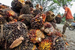 Proyeksi Harga Minyak Sawit Tetap Tinggi Hingga Akhir Tahun