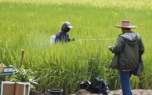 Bantuan Untuk Petani, Food Station Perbanyak Kerja Sama
