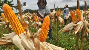 Gubernur NTB Hilirisasi Pertanian Dalam Membangun Pengolahan