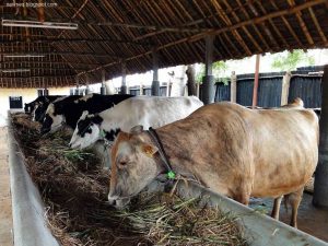 Surabaya Perketat Hewan Ternak untuk Mencegah Penyakit PMK