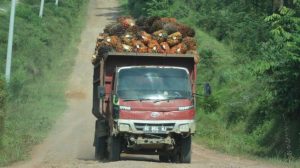Dampak Negatif Akan Larangan Ekspor CPO Dan Minyak Goreng