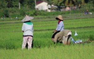 Penjualan Pupuk Meningkat Hingga Rp 839,49 Miliar