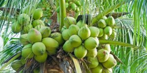 Budidaya Kelapa di Nilai Meningkatkat Perekonomian Sulawesi Utara