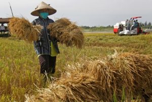 Pemerintah Perkuat Ketahanan Pangan, Inflasi Pangan Terkendali di Angka 1,17%