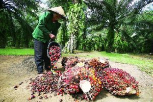 Bursa CPO Dinilai Untungkan Asing, Petani RI Makin Terpuruk