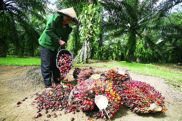 Bursa CPO Dinilai Untungkan Asing, Petani RI Makin Terpuruk