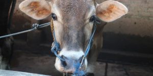 Pemerintah Terus Memperkuat dan Menjamin Produk Daging Hewan Halal