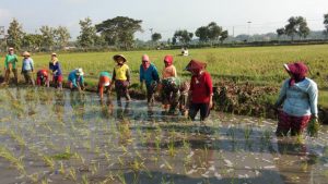 Daya Serap tenaga Kerja Sektor Pertanian Naik