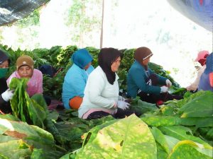 Garut Masih Unggul Dalam Memproduksi Sayuran Untuk Pasar Nasional