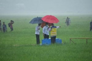 Kementerian Dorong Pengembangan Food Estate di NTT