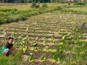 Kemarau Basah Menyebabkan Lahan Tanaman Tembakau Yang Telah Ditanam Terancam Gagal