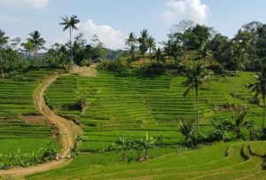 Perdagangan Pangan dan Pertanian Dalam Upaya Menaikkan Pangsa Pasar Petani