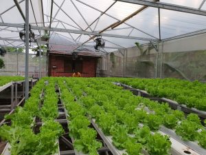 Petrokimia Gresik Dorong Kebangkitan UMKM Pasca Pandemi Covid-19