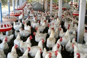 Bapanas Catat 4 Komoditas Pangan Alami Kenaikan Harga Jelang Pemilu