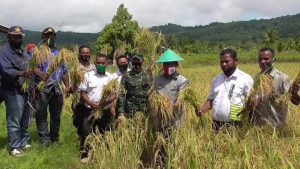 Pemerintah Wondama Menyiapkan Lahan 200 Ha Untuk Pengembangan Pertanian