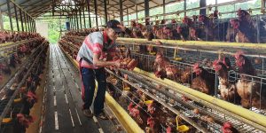 Indonesia Siap Mengekspor Unggas Dan Produknya Ke Singapura