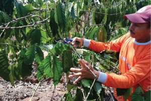 Kopi Indonesia Merupakan Tanaman Yang Memiliki Keunggulan Kompetitif