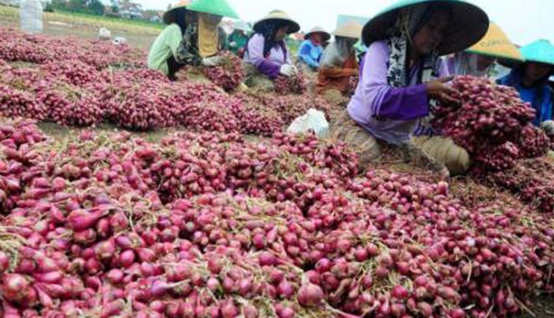 Pemerintah Tak Akan Impor Bawang Merah Meski Harga Tengah Naik