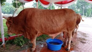 Kemenag Gelar Sidang Isbat Penentuan Awal Zulhijah Pada 7 Juni