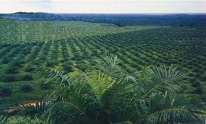 Program Peremajaan Sawit Sudah Telan Anggaran Rp8,5 Triliun