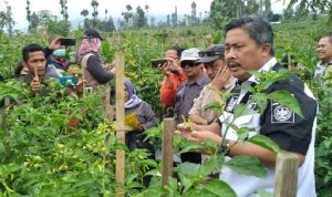 Kunjungan Mentan Untuk Meninjau Ketersediaan Cabai