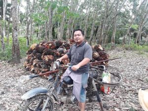 Harga TBS Sawit Naik Jadi Rp 2.400 Per Kilogram