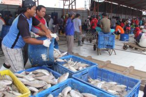 Aktivitas 8 Tempat Pelelangan Ikan di Cilacap Mulai Menggeliat