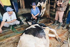 Menjalar ke 19 Provinsi, Peternak Sembelih Paksa Sapi PMK