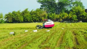 Program Food Estate Indonesia Sebagai Lumbung Pangan Dunia