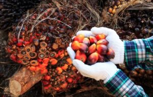 Harga CPO Turun Hingga Rp 6.599 Per Kg