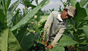 Pengembangan Petani Tembakau Pemerintah Susun Roadmap IHT Nasional