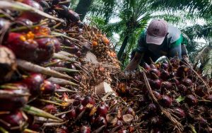 Petani Sawit Alami Kesulitan Dengan Jatuhnya Harga TBS