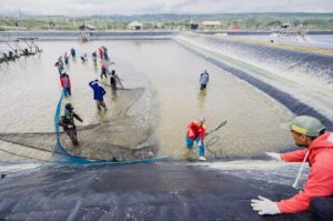 Startup Delos Fasilitasi Permasalahan Rantai Tambak Udang