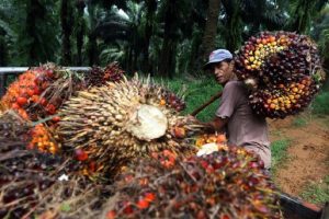 Rencana Bursa Komiditi CPO Tak Libatkan DPR RI