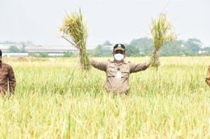 Empat Pilar Yang Bermanfaat Untuk Ketahanan Food Estate