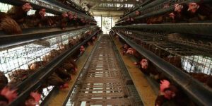 BRIN Dorong Pengusaha Kepri Menyuplai Kebutuhan Daging Ayam ke Singapura