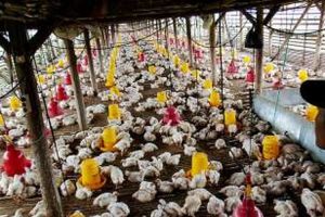Harga Ayam Hidup Naik Usai Intervensi Kementan, Peternak Mulai Bernapas Lega