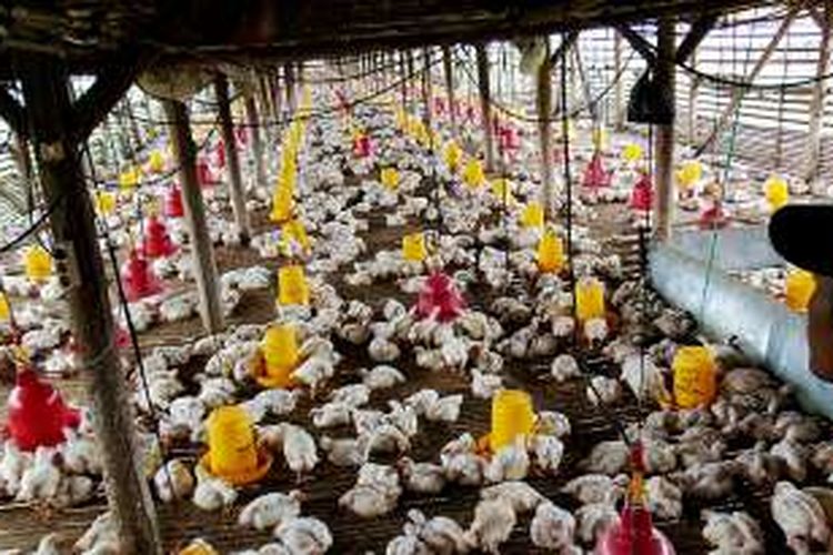 Harga Ayam Hidup Naik Usai Intervensi Kementan, Peternak Mulai Bernapas Lega