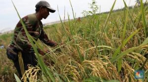 74 Daerah di Indonesia Rentan Rawan Pangan
