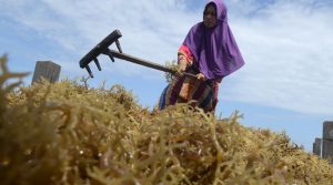 Progam DAPATI Tingkatkan Kualitas Rumput Laut di Maluku