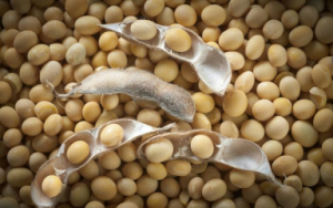 Harga Kedelai Lokal Ditetapkan Kisaran Rp 10 Ribu per Kg