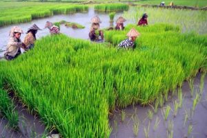 Kenaikan Harga Pangan Tekan Daya Beli Petani