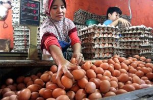 Harga Telur Ayam Ras Turun 2,2 Persen Secara Nasional