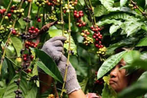 Inilah 10 Provinsi Penghasil Kopi Terbesar di Indonesia