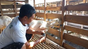 Dari Buruh Serabutan, Agus Jadi Peternak Sukses