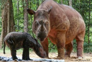 Taman Nasional Way Kambas Wisata Edukasi di Habitat Mamalia Besar
